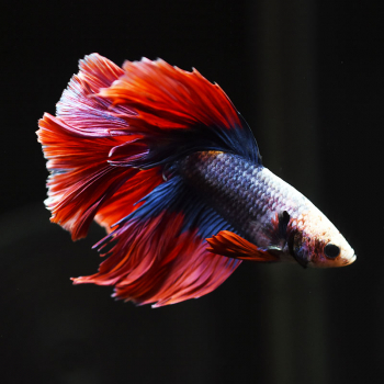 Siamesische Kampffisch, Betta splendens